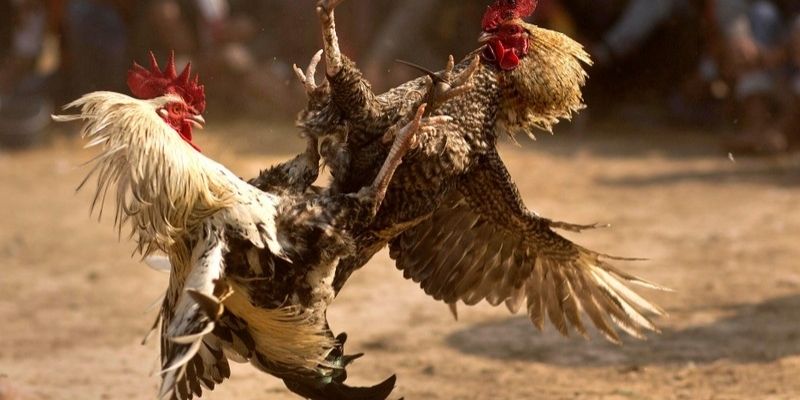 Khám phá hình thức đá gà trực tuyến