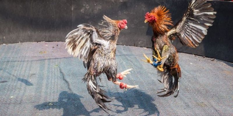 Trải nghiệm đa dạng các phong cách đá gà tại Vuabet